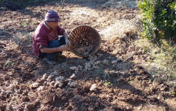 अदुवाले बजार नपाउँदा बैतडीको पाटनका किसान समस्यामा 